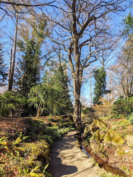Botanischer Garten München-Nymphenburg  -Ersten Blüten  - 26 Pics