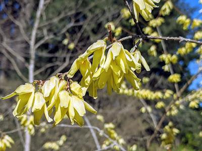 Botanischer Garten München-Nymphenburg  -Ersten Blüten  - 26 Pics