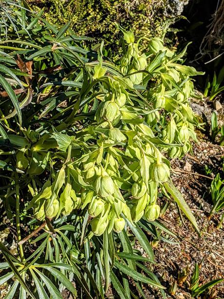 Botanischer Garten München-Nymphenburg  -Ersten Blüten  - 26 Pics