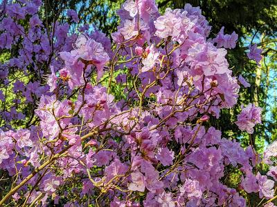 Botanischer Garten München-Nymphenburg  -Ersten Blüten  - 26 Pics