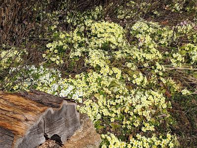 Botanischer Garten München-Nymphenburg  -Ersten Blüten  - 26 Pics