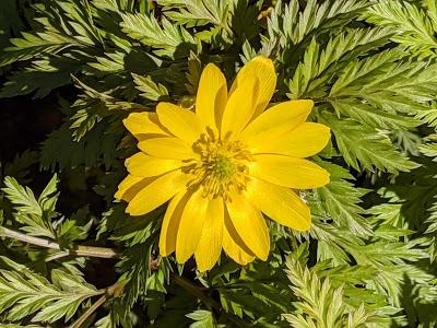 Botanischer Garten München-Nymphenburg  -Ersten Blüten  - 26 Pics