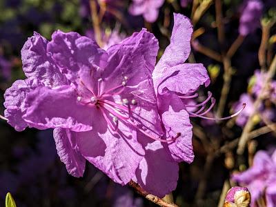 Botanischer Garten München-Nymphenburg  -Ersten Blüten  - 26 Pics