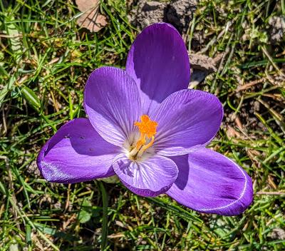 Botanischer Garten München-Nymphenburg  -Ersten Blüten  - 26 Pics