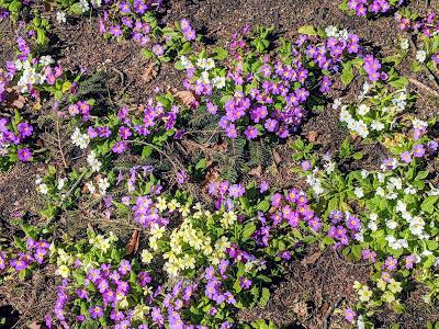 Botanischer Garten München-Nymphenburg  -Ersten Blüten  - 26 Pics