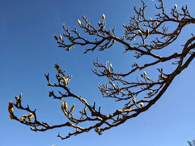 Botanischer Garten München-Nymphenburg  -Ersten Blüten  - 26 Pics