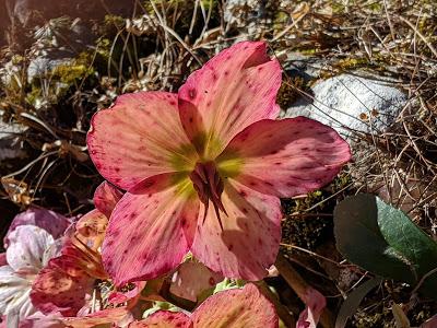 Botanischer Garten München-Nymphenburg  -Ersten Blüten  - 26 Pics