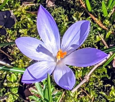 Botanischer Garten München-Nymphenburg  -Ersten Blüten  - 26 Pics