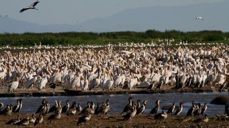 Pays Etranger - La Tanzanie - 2