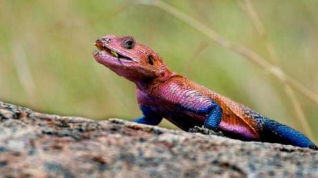 Pays Etranger - La Tanzanie - 2