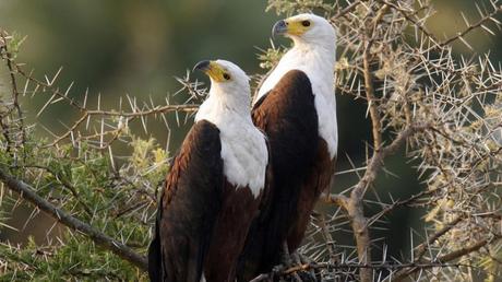 Pays Etranger - La Tanzanie - 2