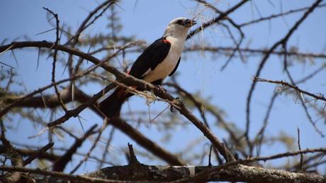 Pays Etranger - La Tanzanie - 2
