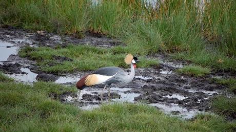 Pays Etranger - La Tanzanie - 2