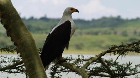 Pays Etranger - La Tanzanie - 2