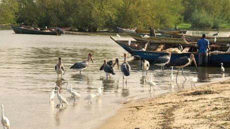 Pays Etranger - La Tanzanie - 2