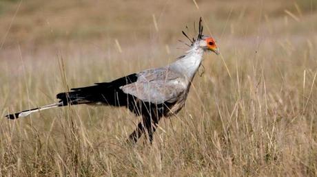 Pays Etranger - La Tanzanie - 2