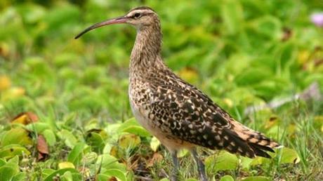 Pays Etranger - La Tanzanie - 2