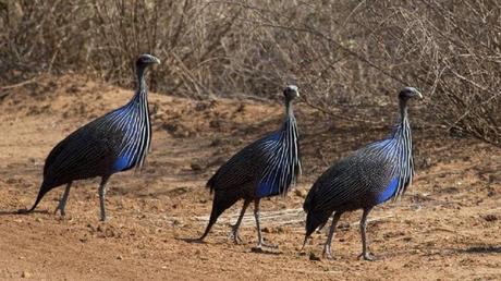 Pays Etranger - La Tanzanie - 2