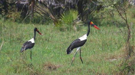 Pays Etranger - La Tanzanie - 2