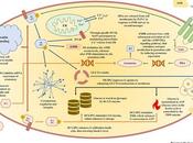 #trendsinendocrinologyandmetabolism #SOPK #inositols Inositols Syndrome Ovaires Polykystiques