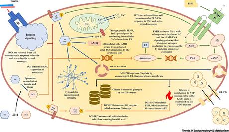 #trendsinendocrinologyandmetabolism #SOPK #inositols Inositols et Syndrome des Ovaires Polykystiques #trendsinendocrinologyandmetabolism #SOPK #inositols Inositols et Syndrome des Ovaires Polykystiques