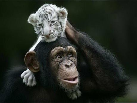 Divers - Beau comme tout - 4