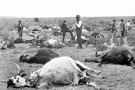 Épizootie de peste bovine en Afrique du Sud, 1896.