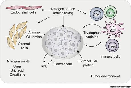 #trendsincellbiology #cancer #métabolismecellulaire Métabolisme de l’Azote, Cancer et Immunité