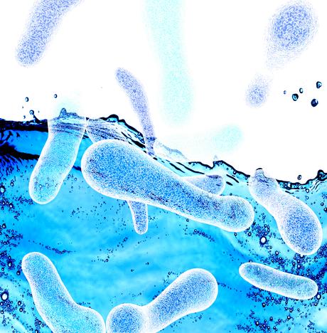 Certaines bactéries du microbiote intestinal peuvent s'accumuler dans les tumeurs et améliorer l'efficacité de l'immunothérapie.