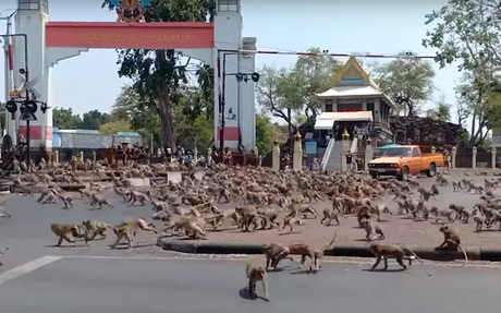 Des singes déchainés envahissent les rues désertes en Thaïlande Des singes déchainés envahissent les rues désertes en Thaïlande