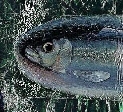 federico fellini,littérature autobiographique,blog littéraire de christian cottet-emard,poisson,alliés substantiels,sardine