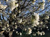 cerisier n’est atteint coronavirus