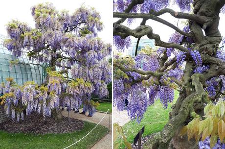 Les Serres Royales de Laeken Les Serres Royales de Laeken