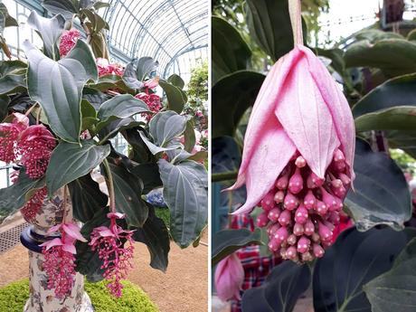 Les Serres Royales de Laeken Les Serres Royales de Laeken