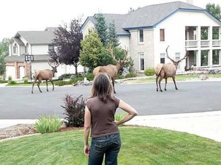  NE SONT-ILS PAS MAGNIFIQUES ?