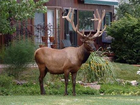  NE SONT-ILS PAS MAGNIFIQUES ?