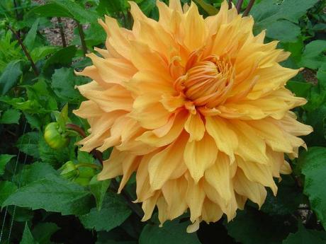 La France - L'Ecole de Coutances en 2011