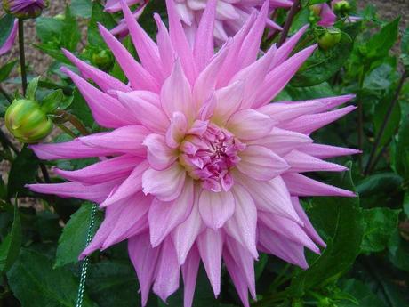 La France - L'Ecole de Coutances en 2011