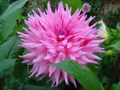 La France - L'Ecole de Coutances en 2011