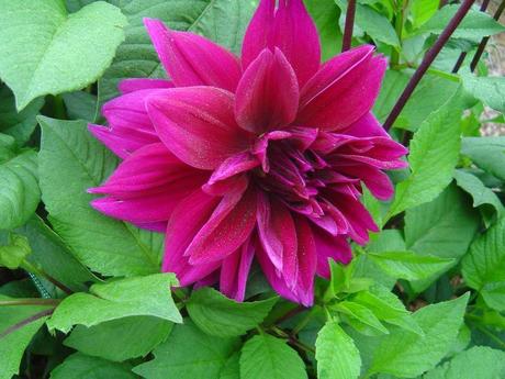 La France - L'Ecole de Coutances en 2011