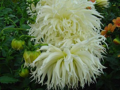 La France - L'Ecole de Coutances en 2011