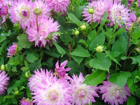 La France - L'Ecole de Coutances en 2011