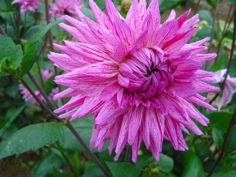 La France - L'Ecole de Coutances en 2011
