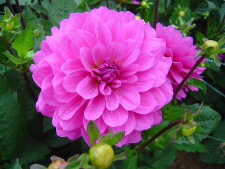 La France - L'Ecole de Coutances en 2011