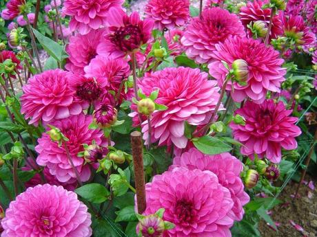 La France - L'Ecole de Coutances en 2011