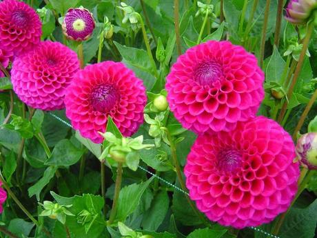 La France - L'Ecole de Coutances en 2011