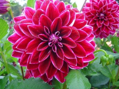 La France - L'Ecole de Coutances en 2011