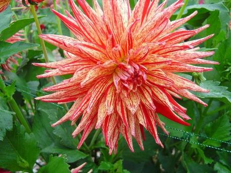 La France - L'Ecole de Coutances en 2011