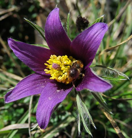 COVID-19 : le printemps n’est pas reporté à une date ultérieure…