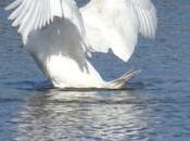 Chaque année d'été, cygne réticulé confiné